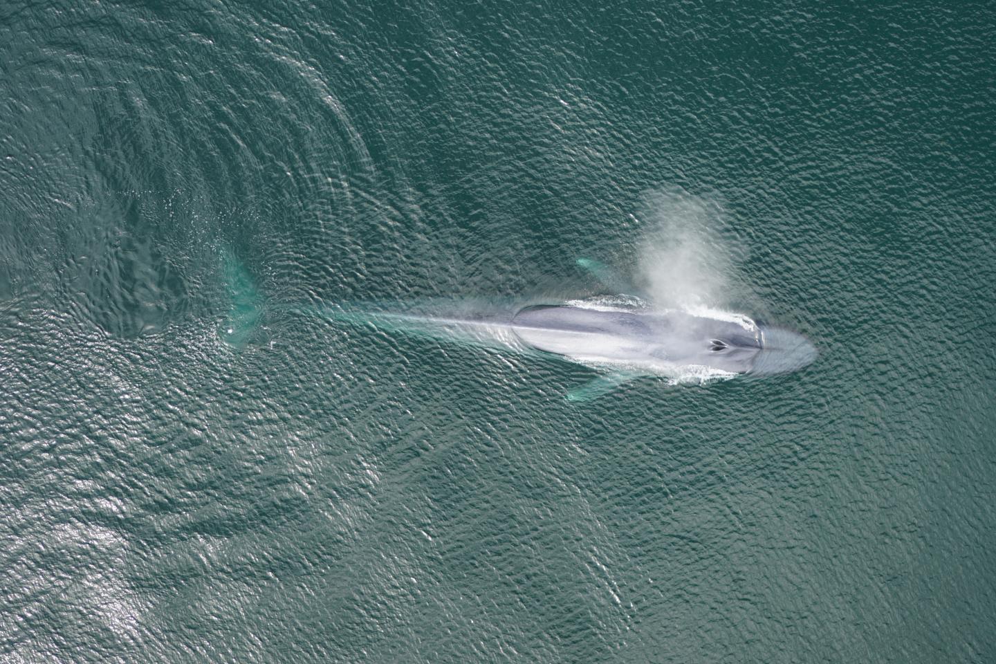 A Blue Whale Migrates in the California Current, USA (1 of 2)