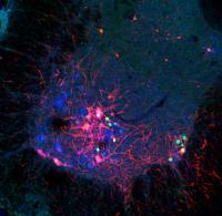 Rabies Virus Spreads to New Neurons to Trace Circuits