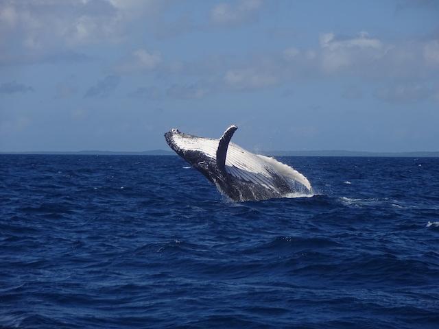 A Humpback Whale Migrates Along the East Australian Coast