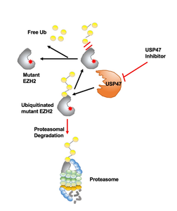 Researchers Identify New Therapeutic Target for Hematologic Malignancies