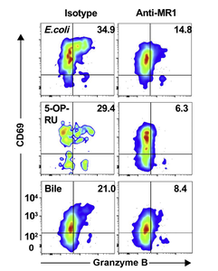 Bacteria in the bile duct may provide a new clue for treating liver disease