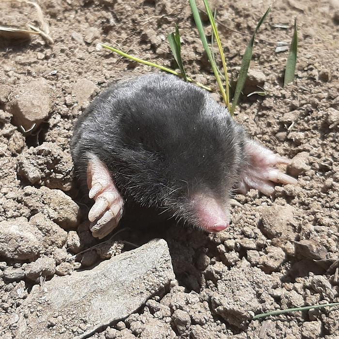 Talpa hakkariensis, a new mole discovered in southeastern Turkey
