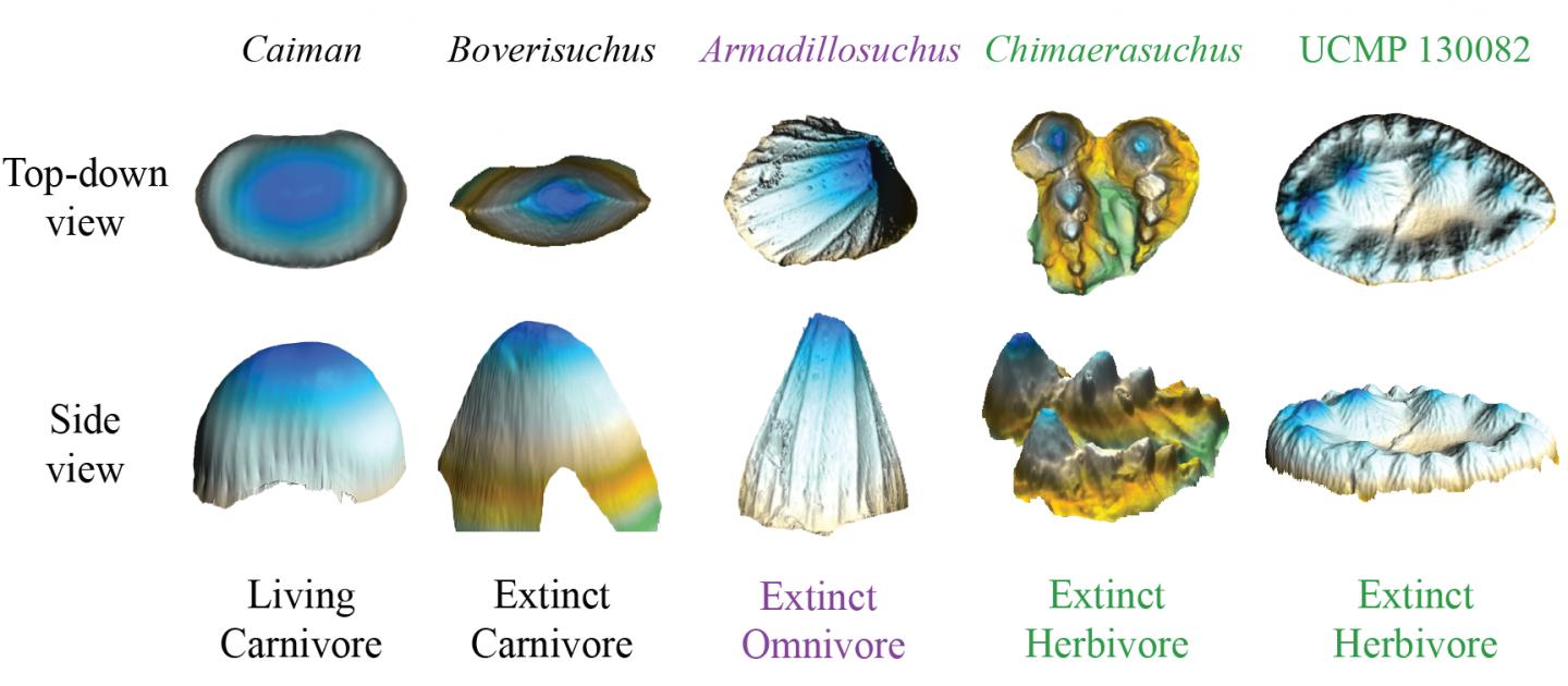 Teeth Form Comparisons