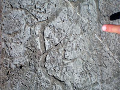 Fossil of Burrow Activity in Sediment