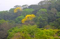 Tropical Forest Canopy, Panama (2 of 2)