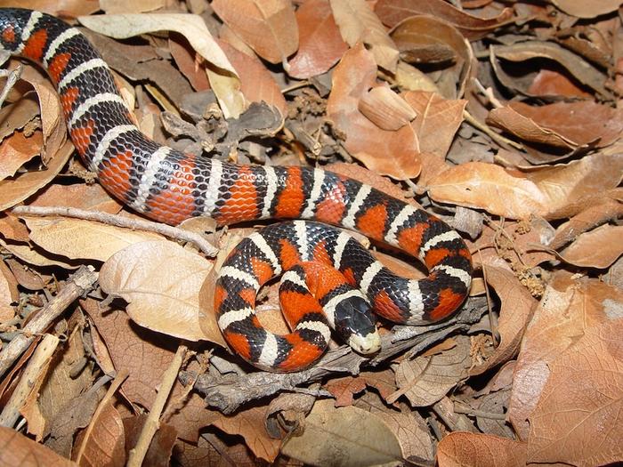 An Arizona Mountain Kingsnake