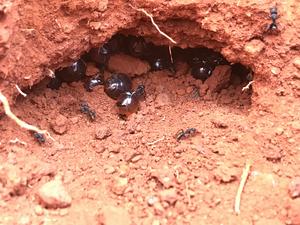 A colony of Australian honeypot ants.