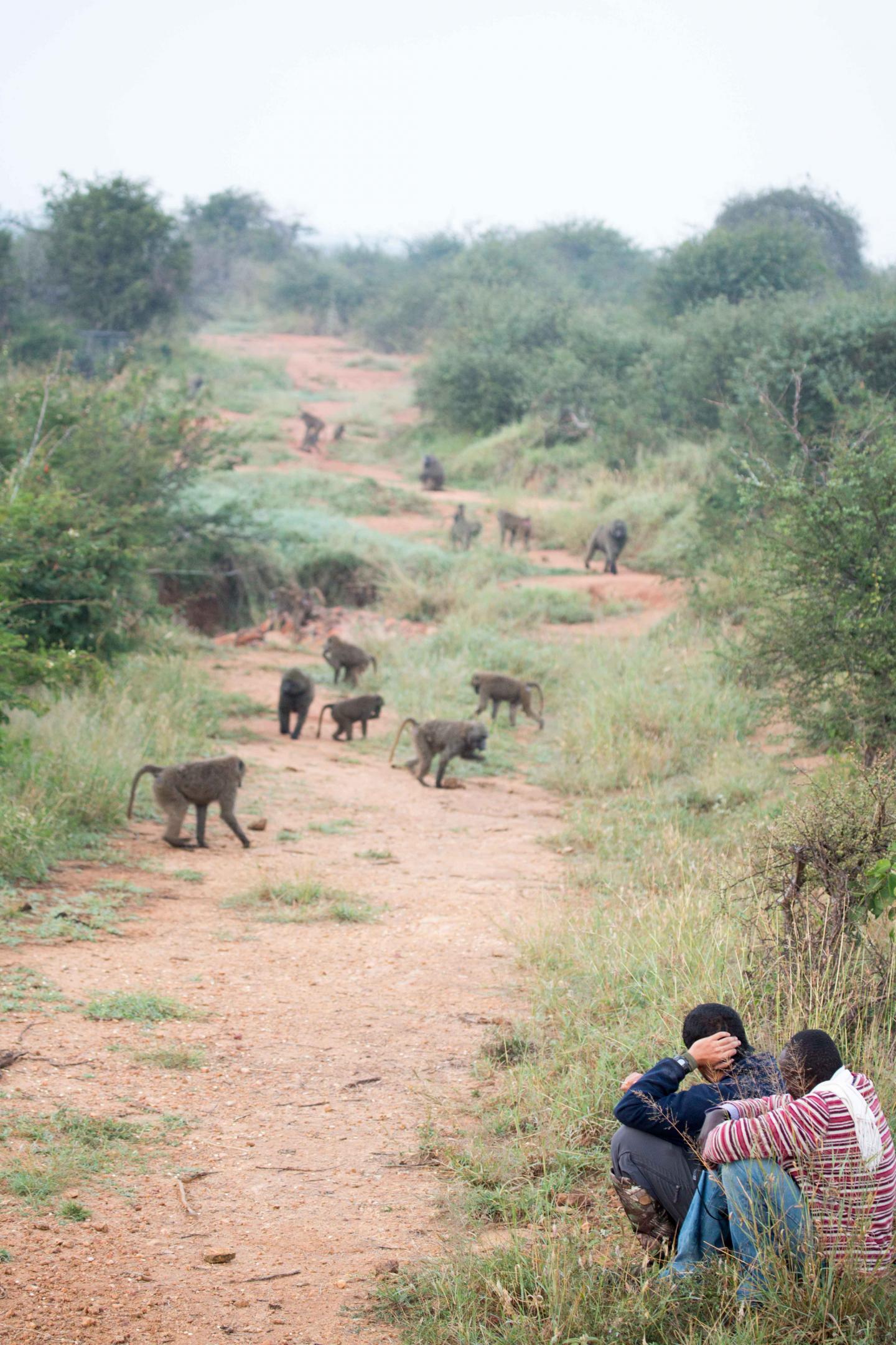 Watching the Baboon Troop Forage