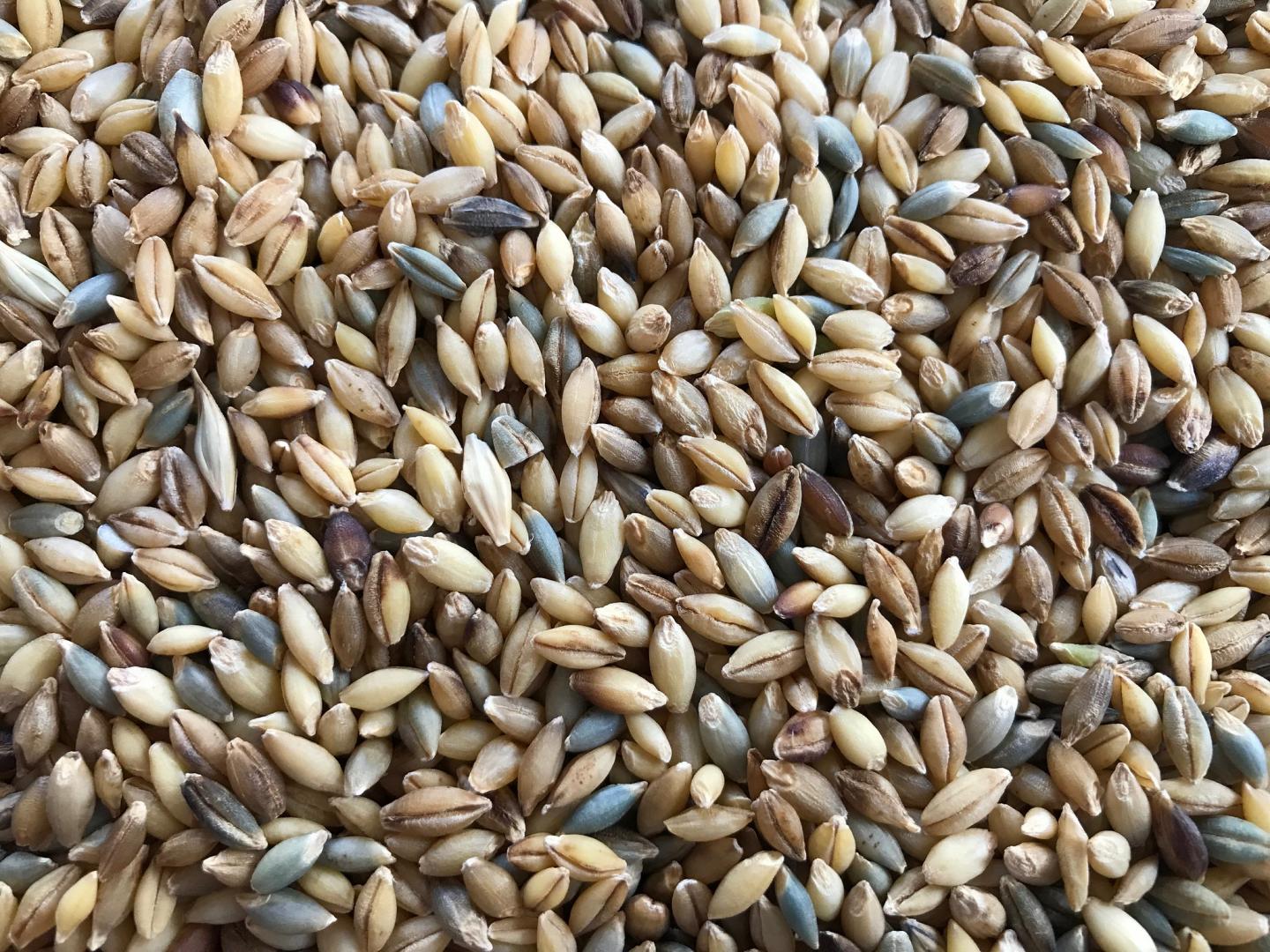 Naked Barley