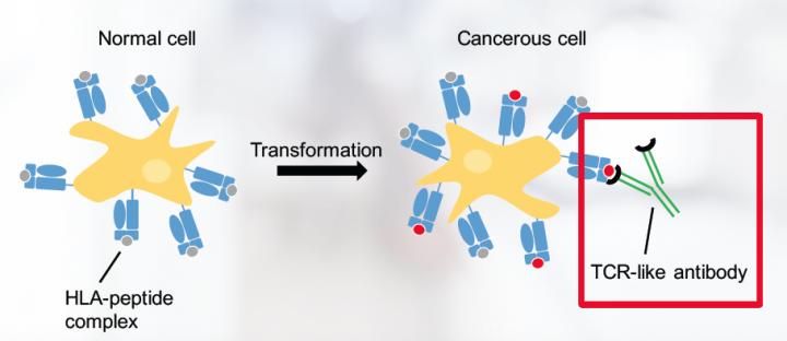 Image of TCR-Like Antibodies Attacking Cancer Cell