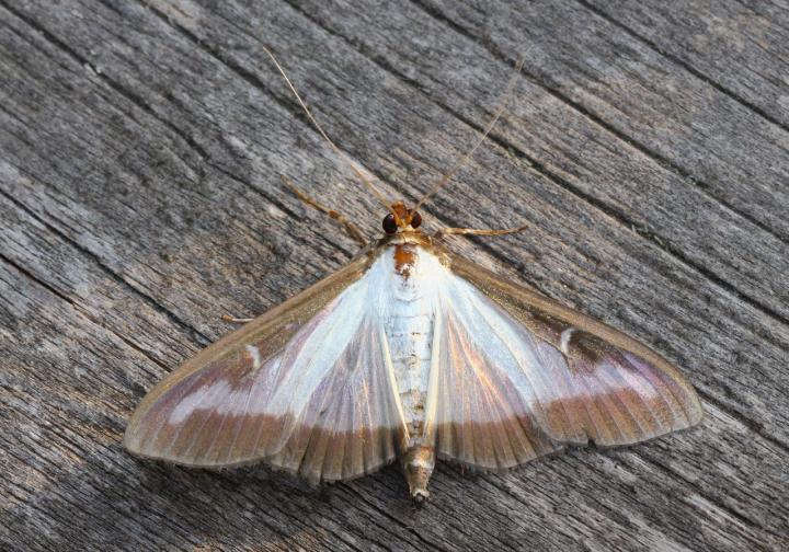 Box tree moth