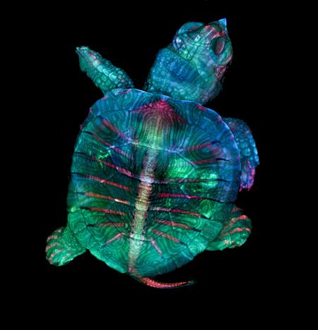 Turtle Embryo - Fluorescence and Stereo Microscopy
