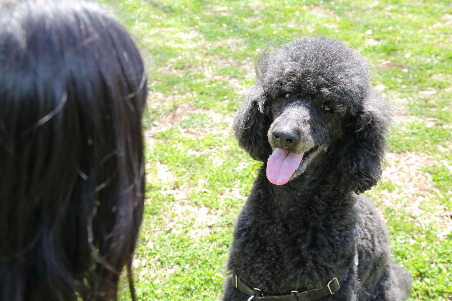 Eye Contact Secures Dogs' Place in Human Heart (2 of 6)