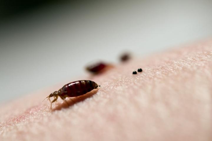 Chemicals Used to Kill Bedbugs Aren't Working