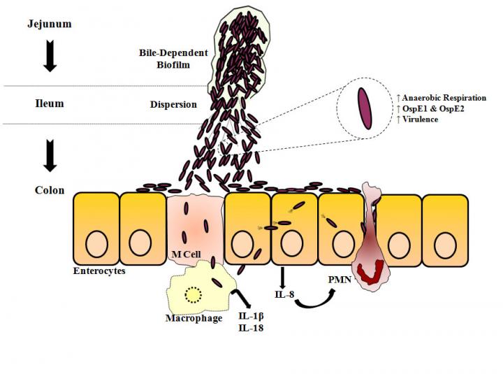 Bile Exposure Helps Shigella's Passage through Small Intestine