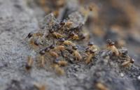 Termites Close-up