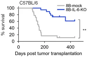 Interleukin-6 is key to cancer stem cells' effects