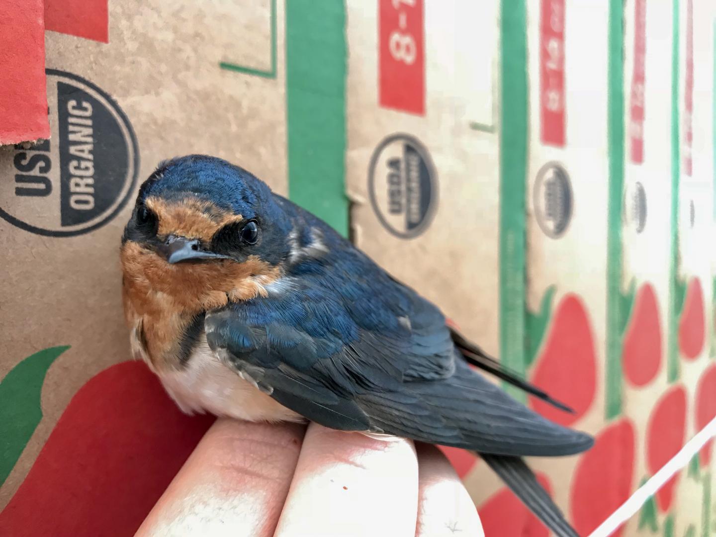 Barn swallow and strawberry boxes