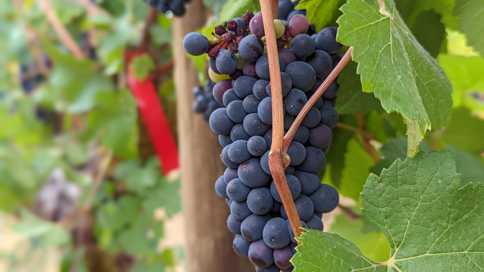 Pinot noir grapes