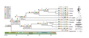 Evolution of the TAS1R family of genes during vertebrate evolution.