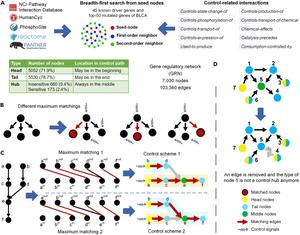 Integrating machine learning with total network controllability analysis to identify therapeutic targets for cancer treatment