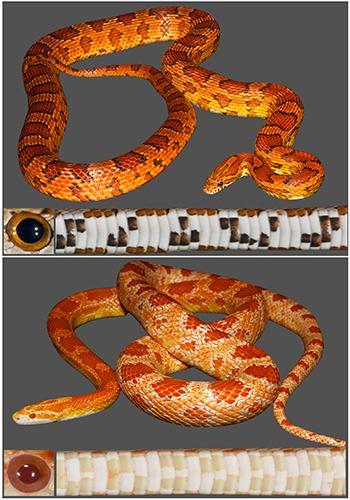 The Corn Snake