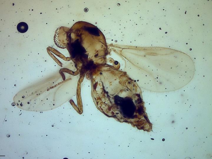 <i>Gedanohelea gerdesorum</i> in 54 million-year-old Cambay amber from India