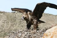 Vulture Breeding in Mongo Nest
