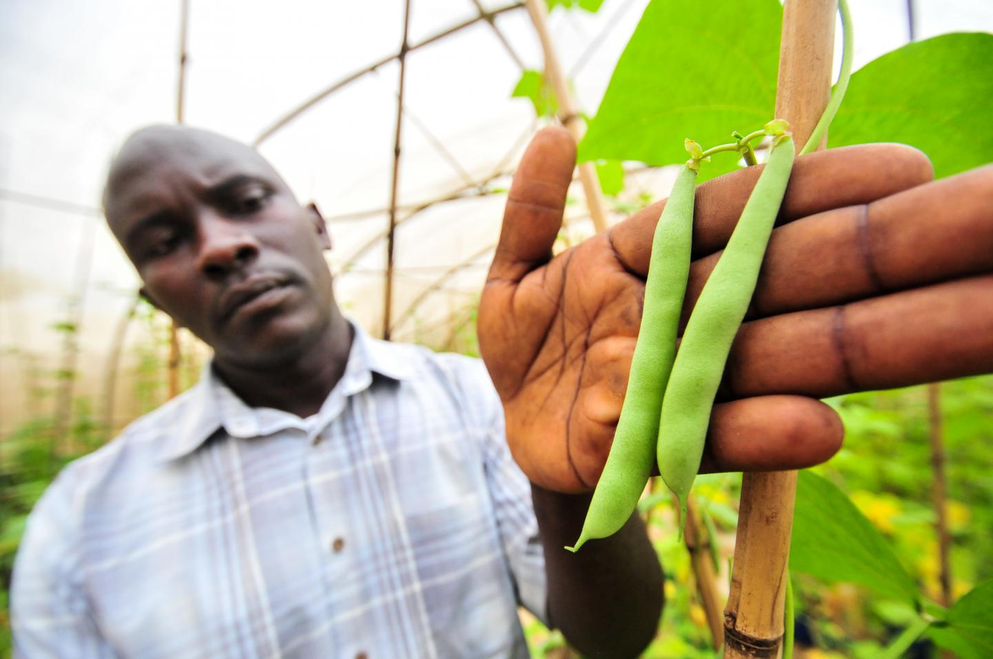 Advanced Bean Breeding