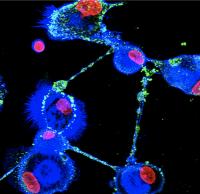 Ebola virus in tunneling nanotubes between macrophages