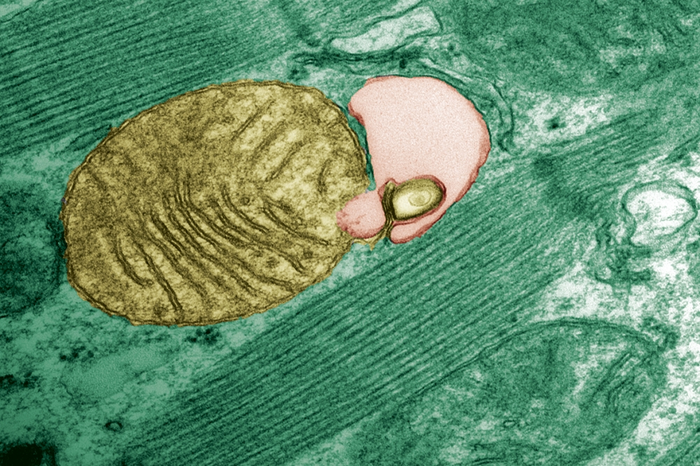 Mitochondrial DNA mutations