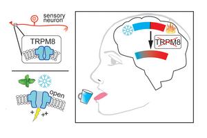 TRPM8 Diagram