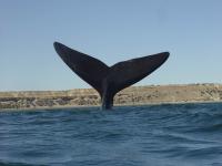 Southern Right Whale 'Tailing' Off Argentina
