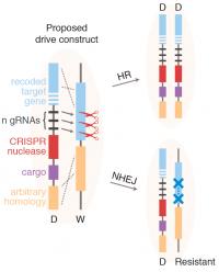 An Alternative, More Stable Gene Drive (4 of | EurekAlert!