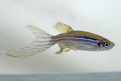Zebrafish