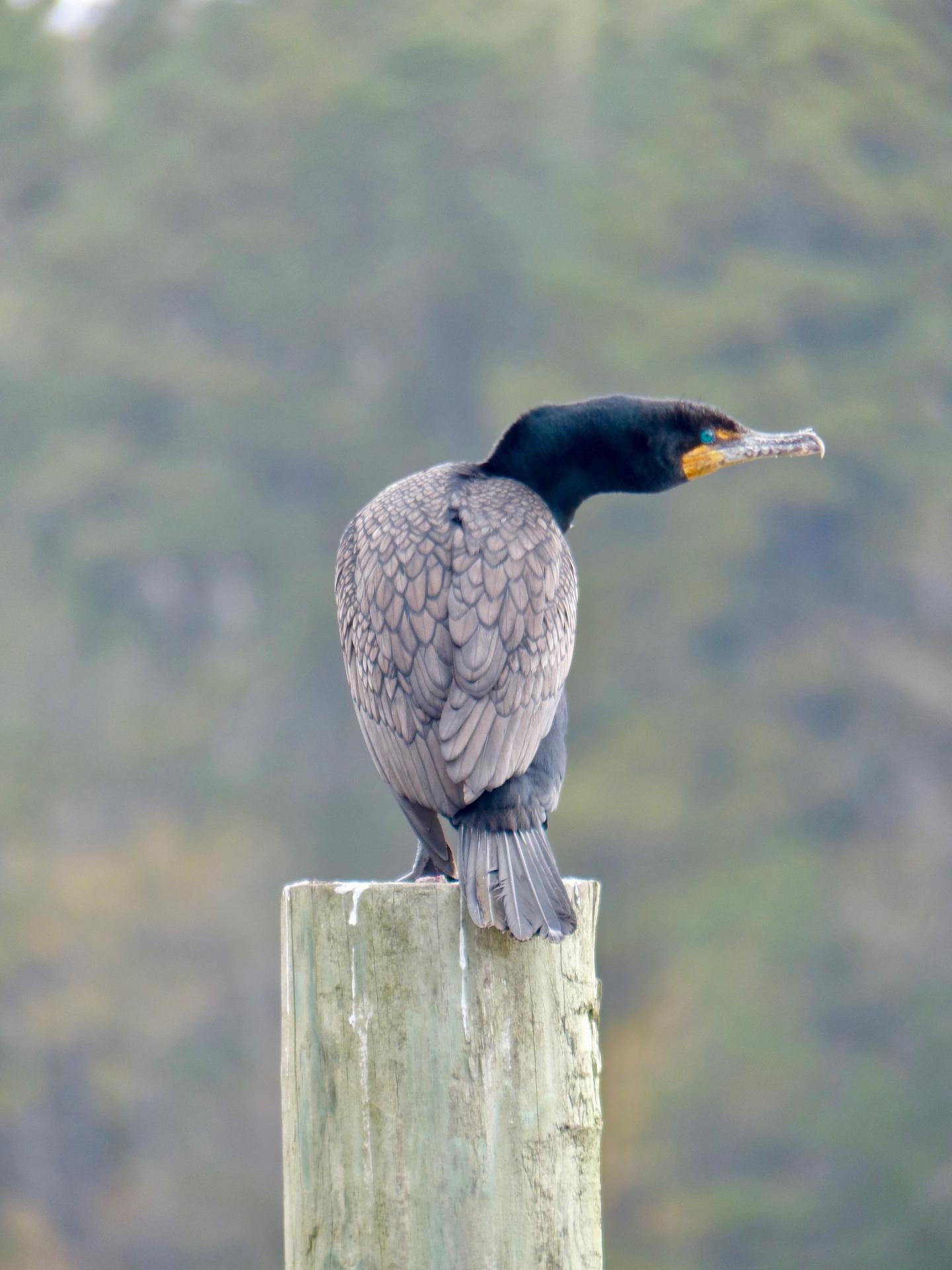 Double-Crested Cormorant