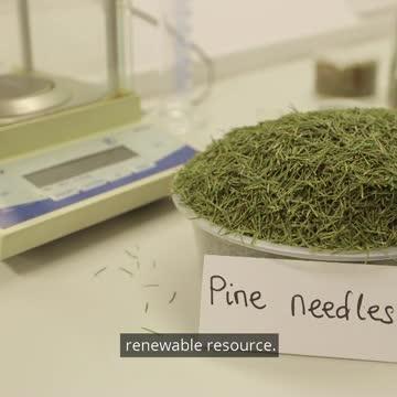 Pine needles from Christmas trees could be tu | EurekAlert!