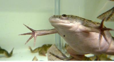 <i>Xenopus laevis</i>, the African Clawed Frog