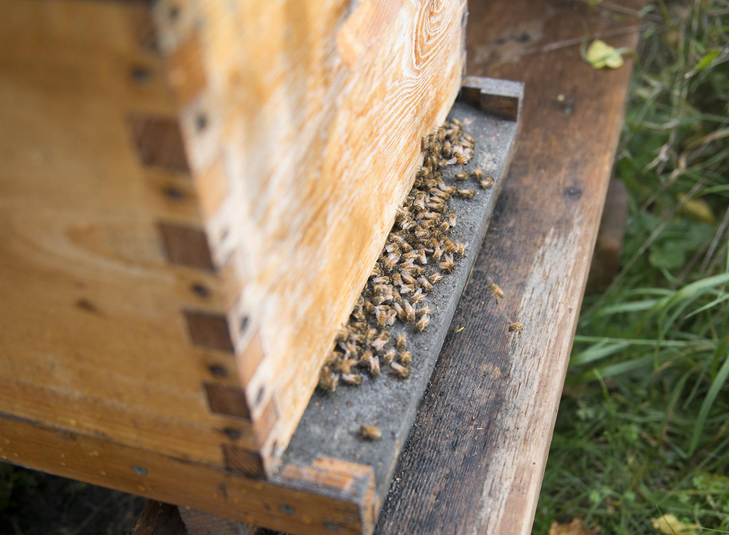 Honey Bees at Experimental Apiary at Western