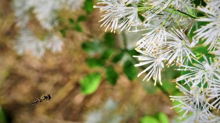 Fly Pollinator Approaching Male Flowers of <i>Thalictrum Pubescens</i>