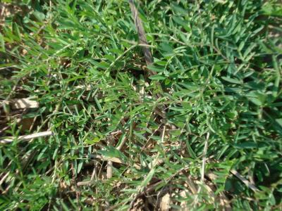 Hairy Vetch and Straw