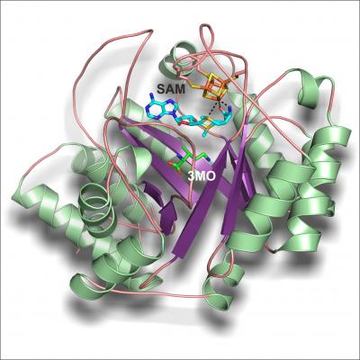 Protein PylB Catalyzes Formation of 3-methyl-ornithine