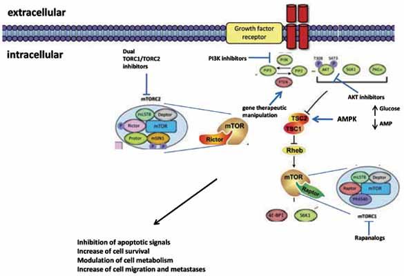 Targeting the PI3K/AKT/mTOR Pathway in Prostate Cancer Development and Progression: Insight to Therapy