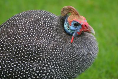 Guineafowl