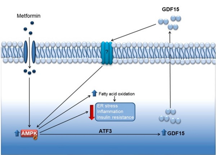 GDF15 mediates the effects of metformin on body weight and energy