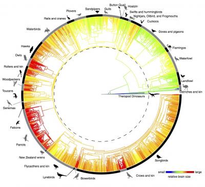 Relative brain sizes of dinosaurs and birds