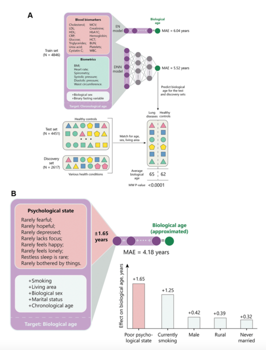 Aging Psychological factors substantially c EurekAlert!