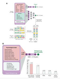 Figure 2. Graphic description of the study.