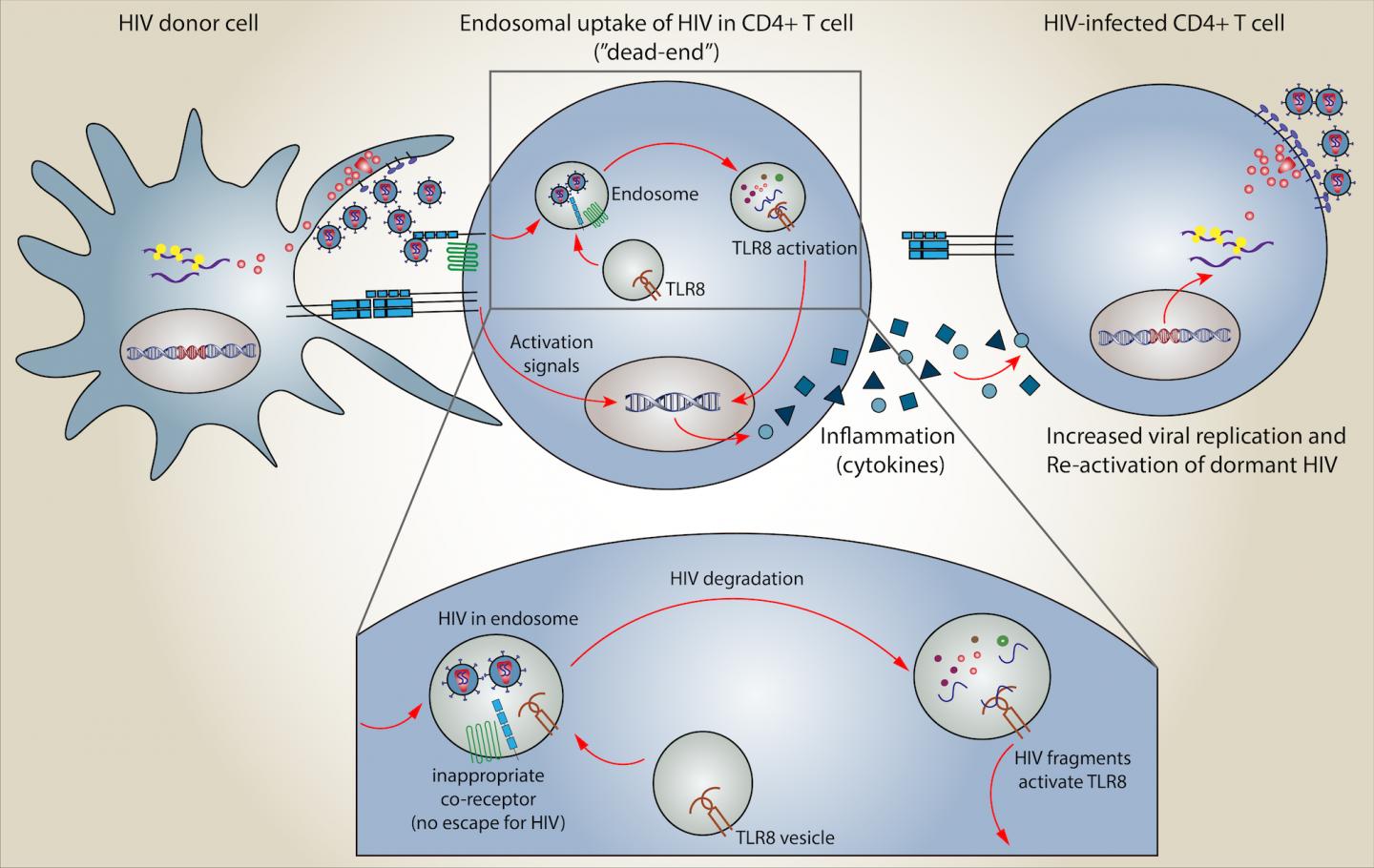 How Stealthy HIV Evades Drugs and Immunity