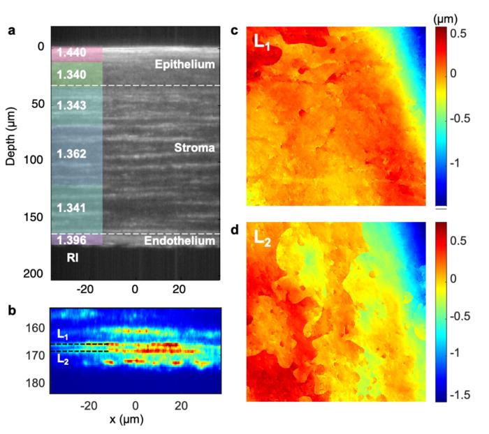 Figure 2:  Volumetric imaging of Sprague Dawley rat fixed corneal tissue.